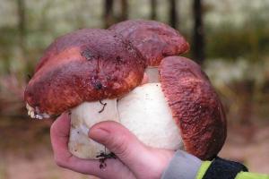Заготовка грибов Составьте схему обработки сушеных грибов