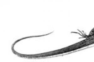 Как называется змеевидная безногая ящерица, встречающаяся на территории брянщины Змеи – молодая группа рептилий